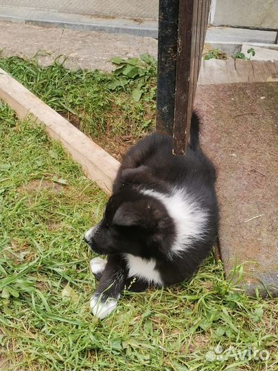 Щенки русско европейской лайки