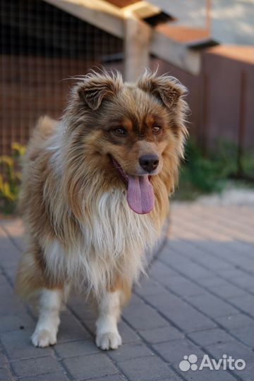 Аусси вязка