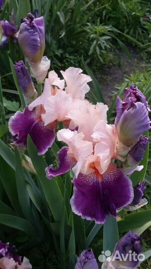 Ирисы бородатые-альбом№2