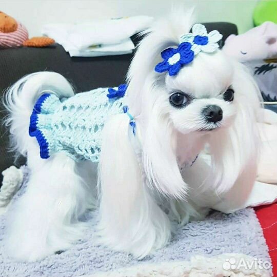 Мальтезики