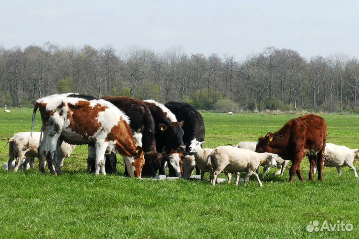 Коровы быки хряки вынужденный забой