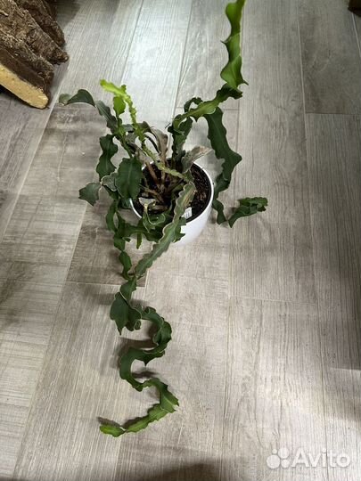 Mini fragon fruit мини драгон фрут