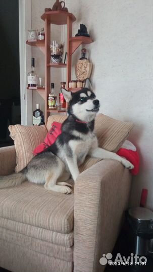 Щенки Сибирский хаски