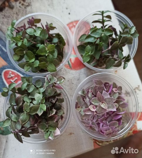 Коллизии, традесканции