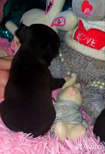 Минюшечки в кармашек,кукольные девочки, доставка