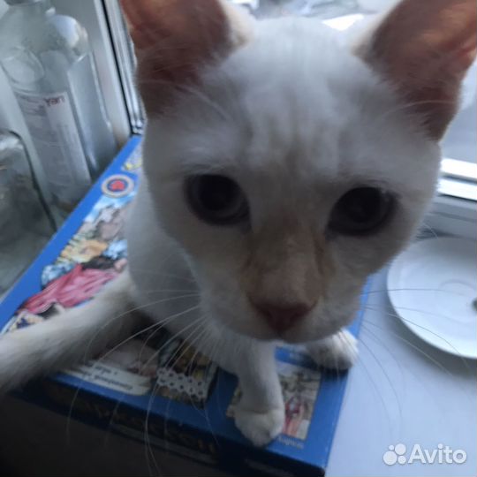 Кошка в дар