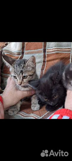 Кошки в добрые руки бесплатно