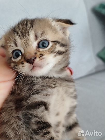 Вислоухие котята.1 месяц.Два мальчика и девочка