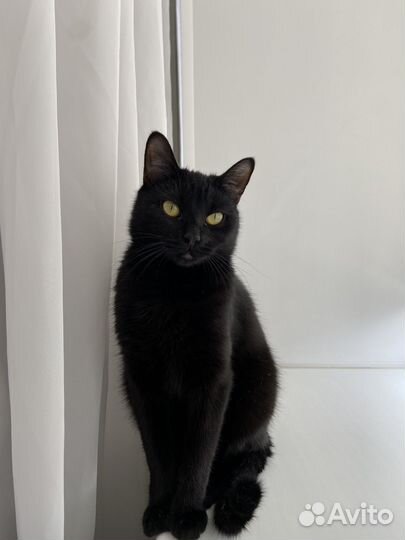 Кошка в дар