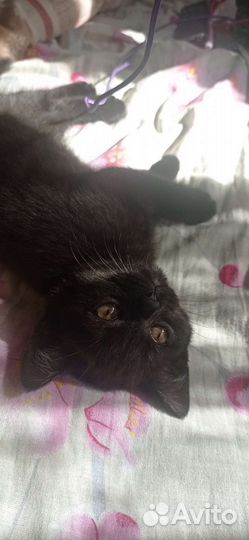 Британский мальчик с паспортом