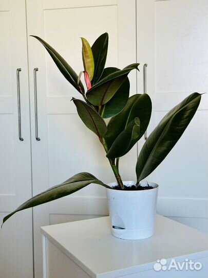 Фикус эластика Робуста