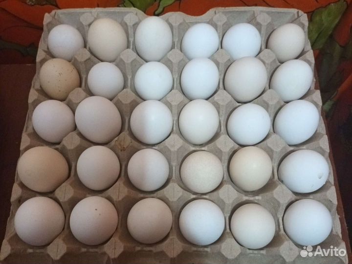 Домашние куриные яйца