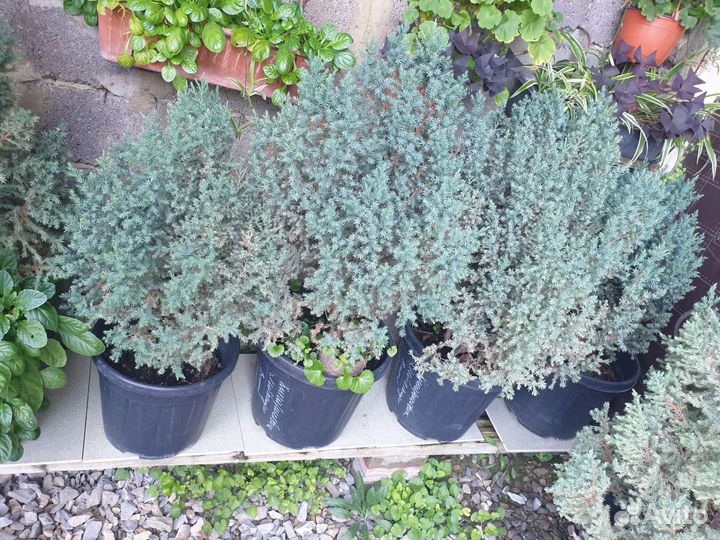 Ростения, Можжевельники