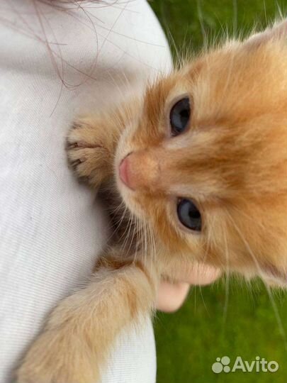 Шотланский котенок