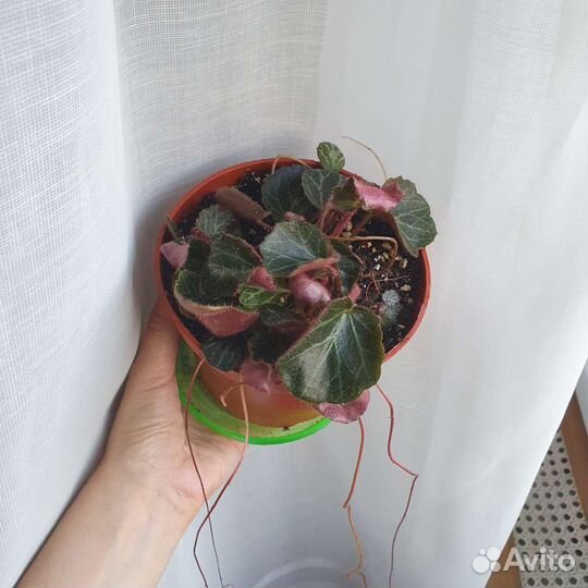 Камнеломка комнатная