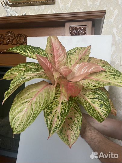 Аглаонема Бидадари