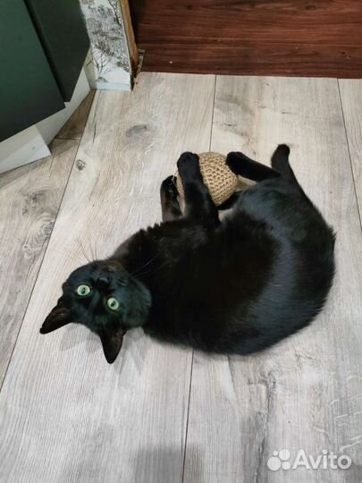 Шар игрушка для животных