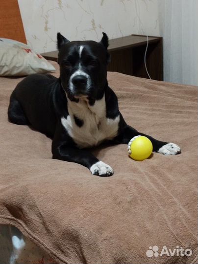 Амстафф вязка