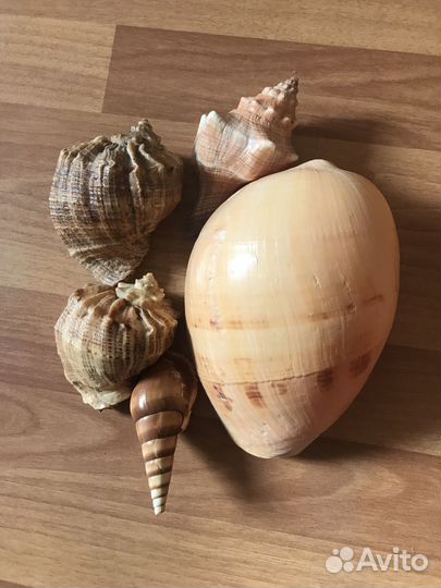 Сувенир Ракушка большая морская