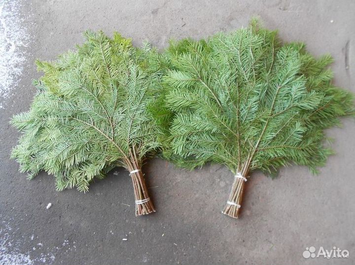 Лапник пихтовый