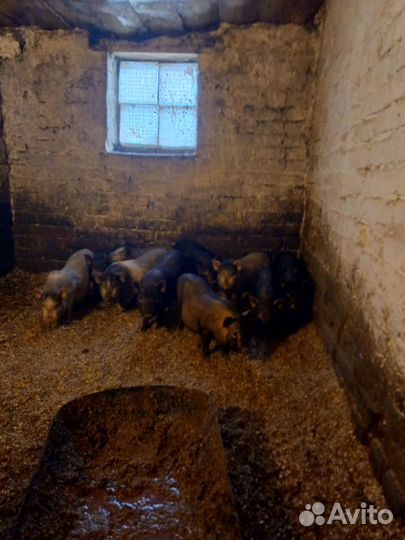 Вьетнамские поросята