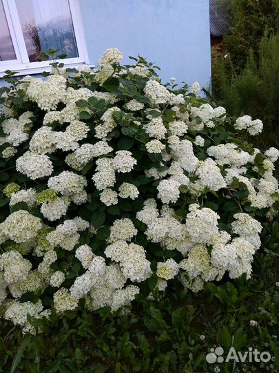 Гортензия Анабель