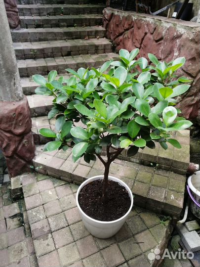 Фикус. Домашние растения цветы