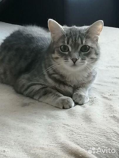 Кошка в дар