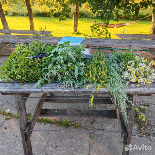 Веник,запарка.Полынь горькая,пижма,зверобой и др
