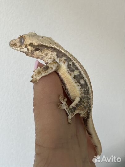 Бананоед геккон Lilly White