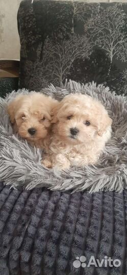 Щенки мальтипу f1