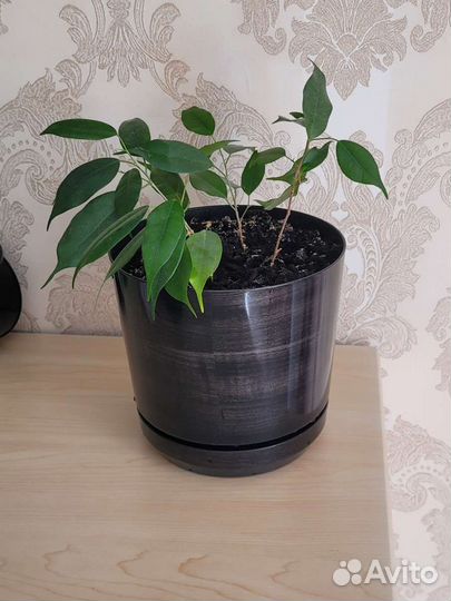 Фикус бенджамина