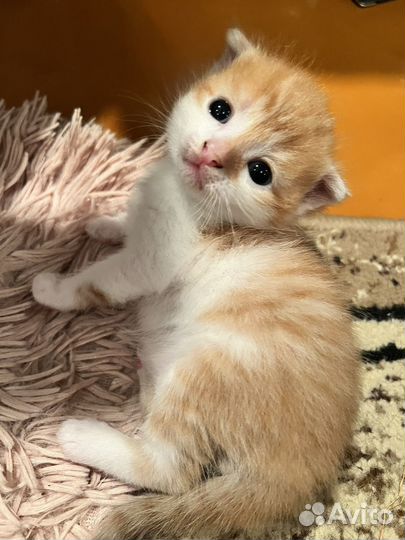Котята