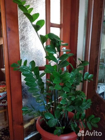 Замиокулькас