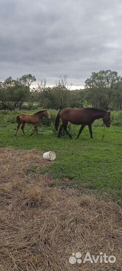 Лошадь жеребец