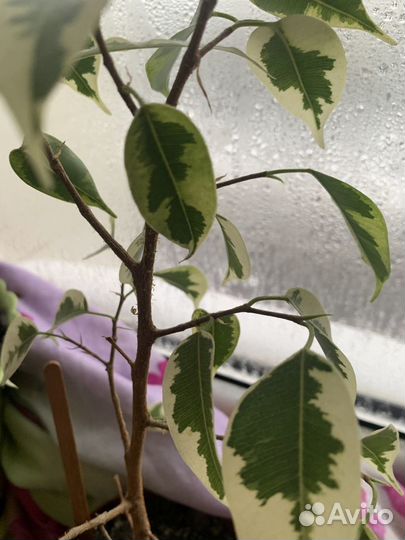 Фикус вариегатный