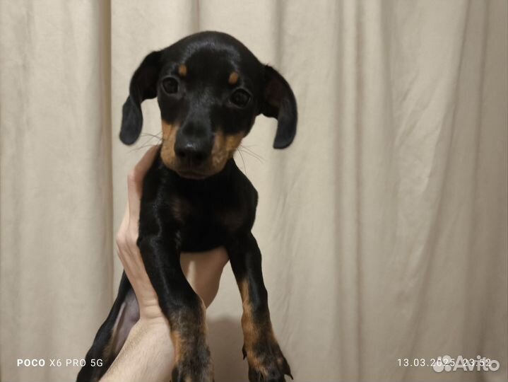 Продам собаку тои торер