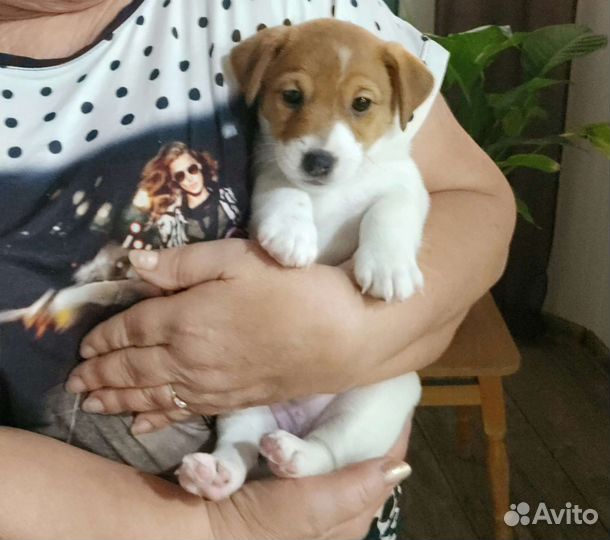Щенки джек Рассел терьер гладкошерстный