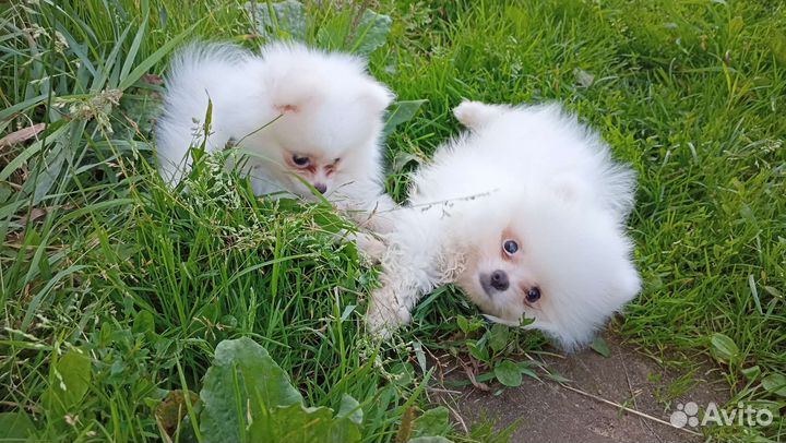 Померанский шпиц мини белый