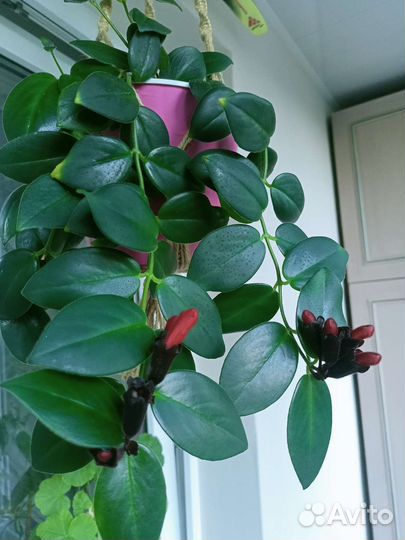 Эсхинантус