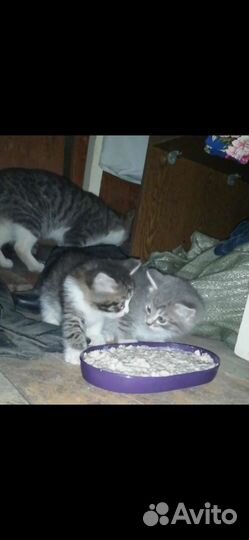 Котята в добрые руки