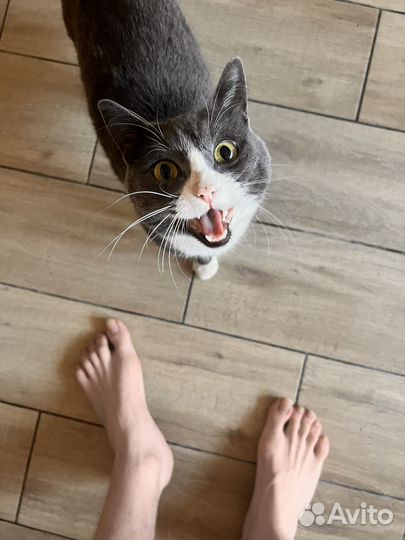 Кошка в добрые руки даром