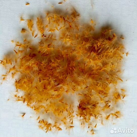 Олеандр, семена