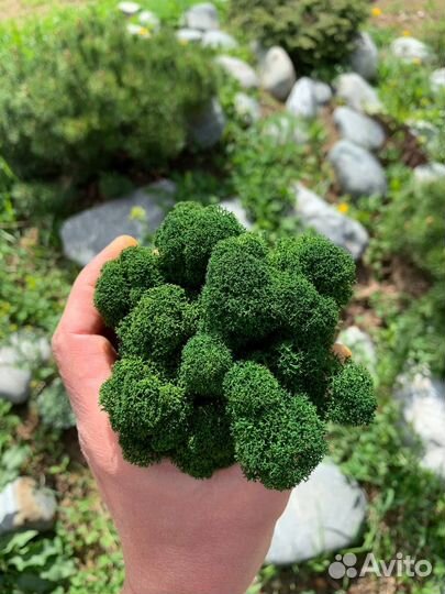 Стабилизированный Мох: Большой выбор цветов, Жёлты