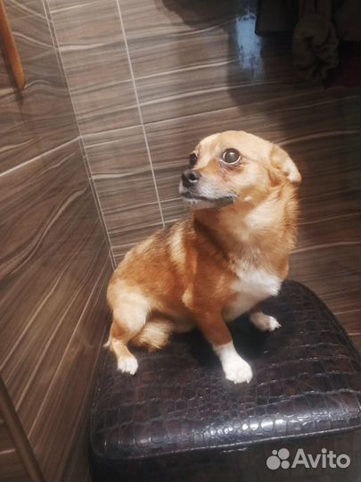 Маленькая собачка в добрые руки мальчик