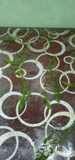 Роголистник