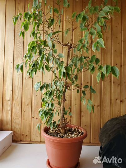 Фикус бенджамина пестролистный