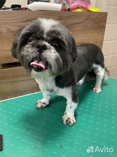 Груминг, стрижка собак