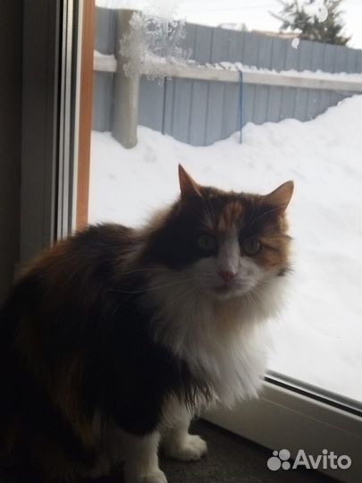 Счастье в ваш дом