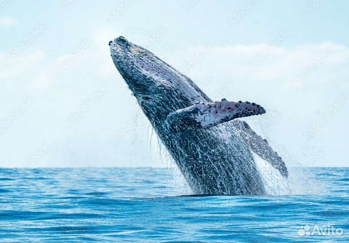 Путешествие по Баренцеву морю за китами